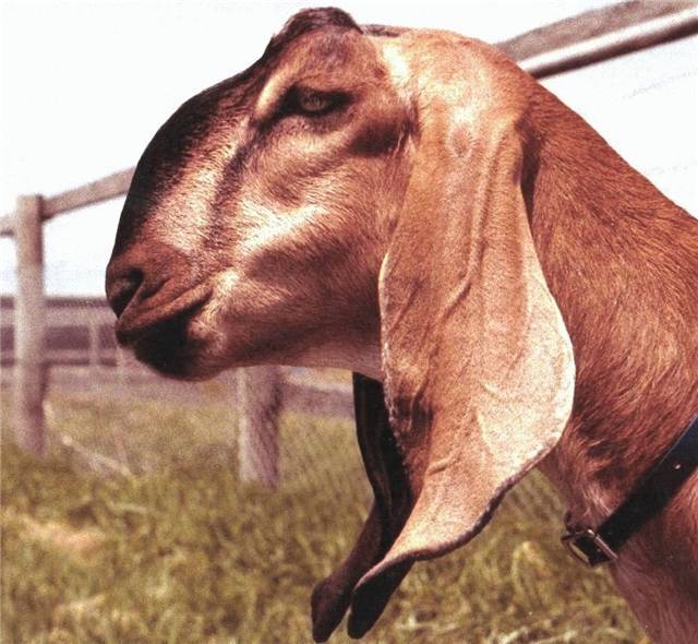 Нубийские козы: преимущества и недостатки породы