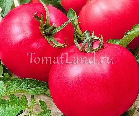 Тонкости выращивания, характеристика и описание томата малиновое чудо