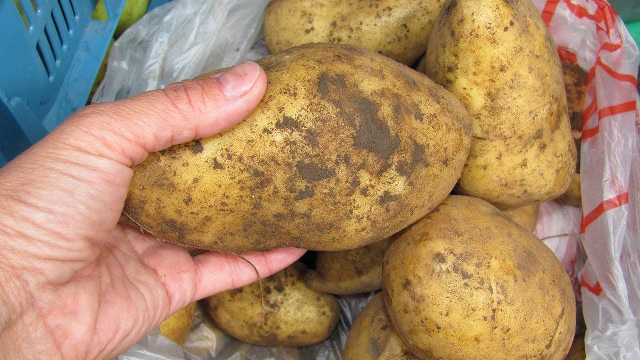 Картофель джувел: описание особенностей сорта, способы выращивания