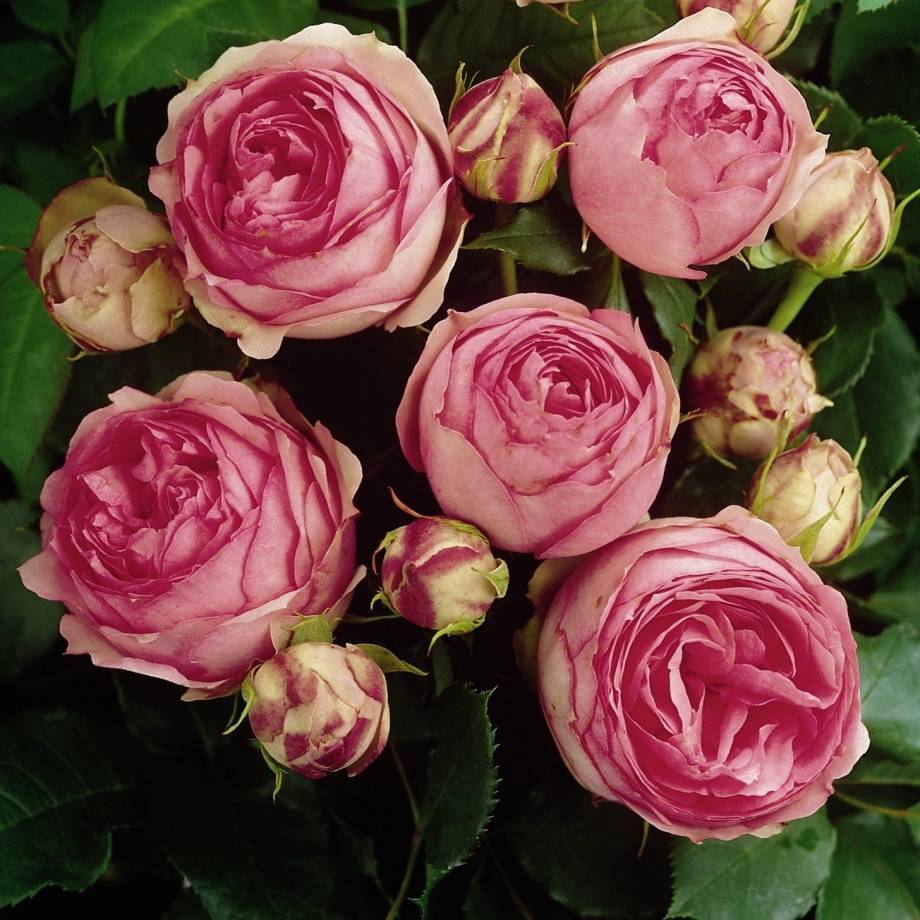 Английская чайно-гибридная роза шраб First Lady (Ферст Леди)