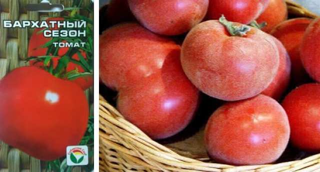 Выбираем ранние сорта помидоров: грунтовые и тепличные, крупные и малыши