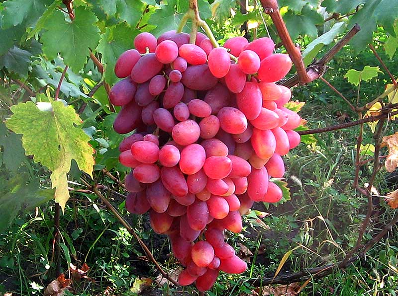 Один из лучших сортов со стабильным урожаем - виноград юбилей новочеркасска - общая информация - 2020