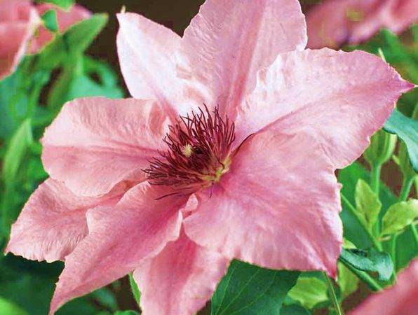 Пинк фэнтези – крупноцветковый розовый клематис