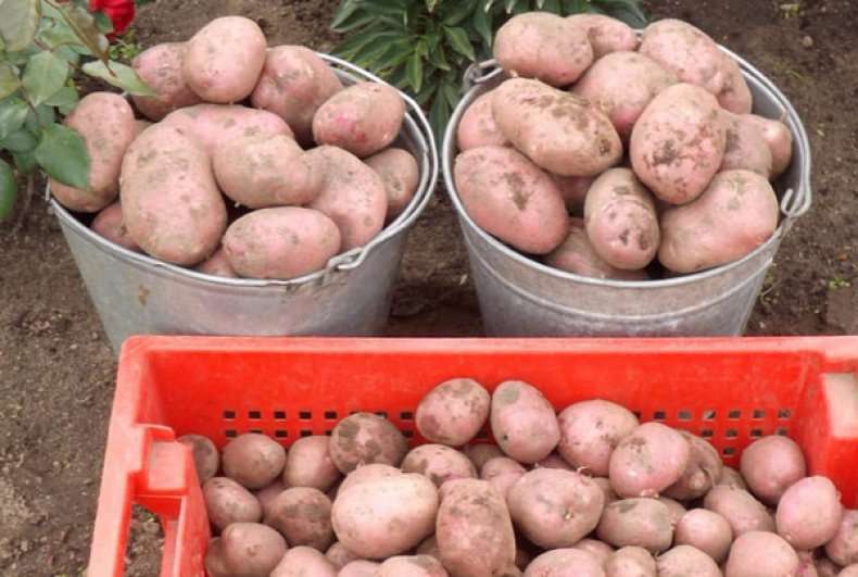 Характеристика картофеля сорта астерикс