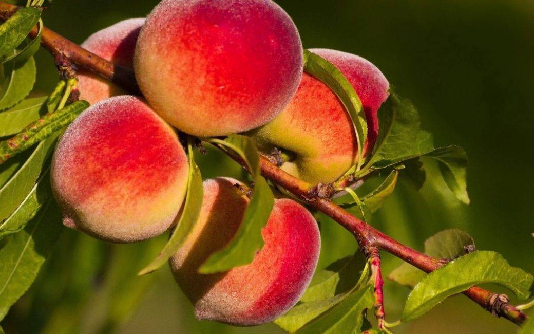 Персик золотой юбилей — описание сорта и отзывы садоводов