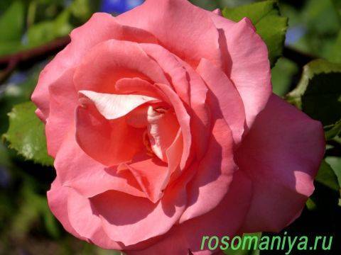 Плетистая роза Lawinia (Лавиния): описание, характеристика, отзывы