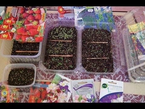 Как вырастить лаванду: в домашних условиях, в горшке, из семян?