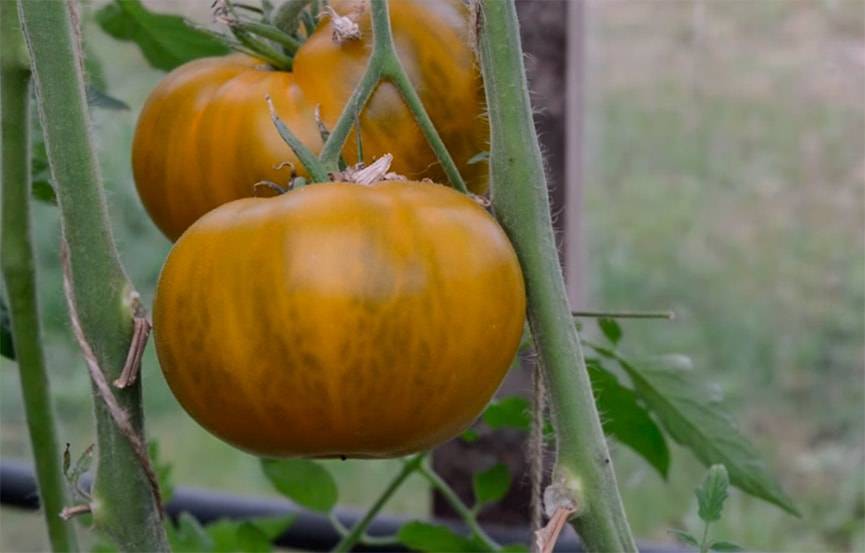 Малахитовая шкатулка: описание сорта томата, характеристики помидоров