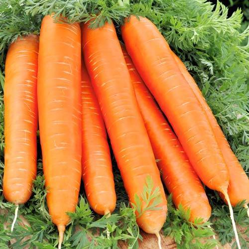 Морковь красный великан (роте ризен): описание и характеристика сорта, основные особенности, преимущества, недостатки, правила выращивания и урожайность