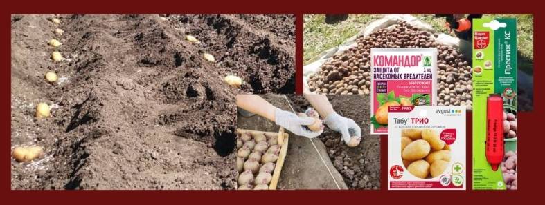 Чем обработать картофель перед посадкой. | красивый дом и сад