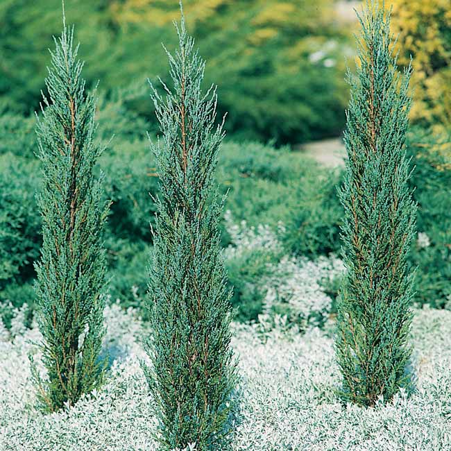 Можжевельник китайский блю альпс (juniperus chinensis  blue alps)