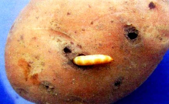 Как бороться с проволочником на картошке 