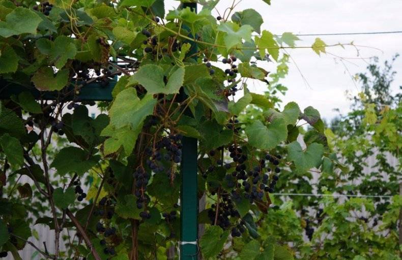 Виноград «таёжный» — сорт для проблемного региона