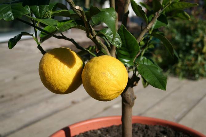 Выращиваем лимон из косточки дома: как добиться успеха
