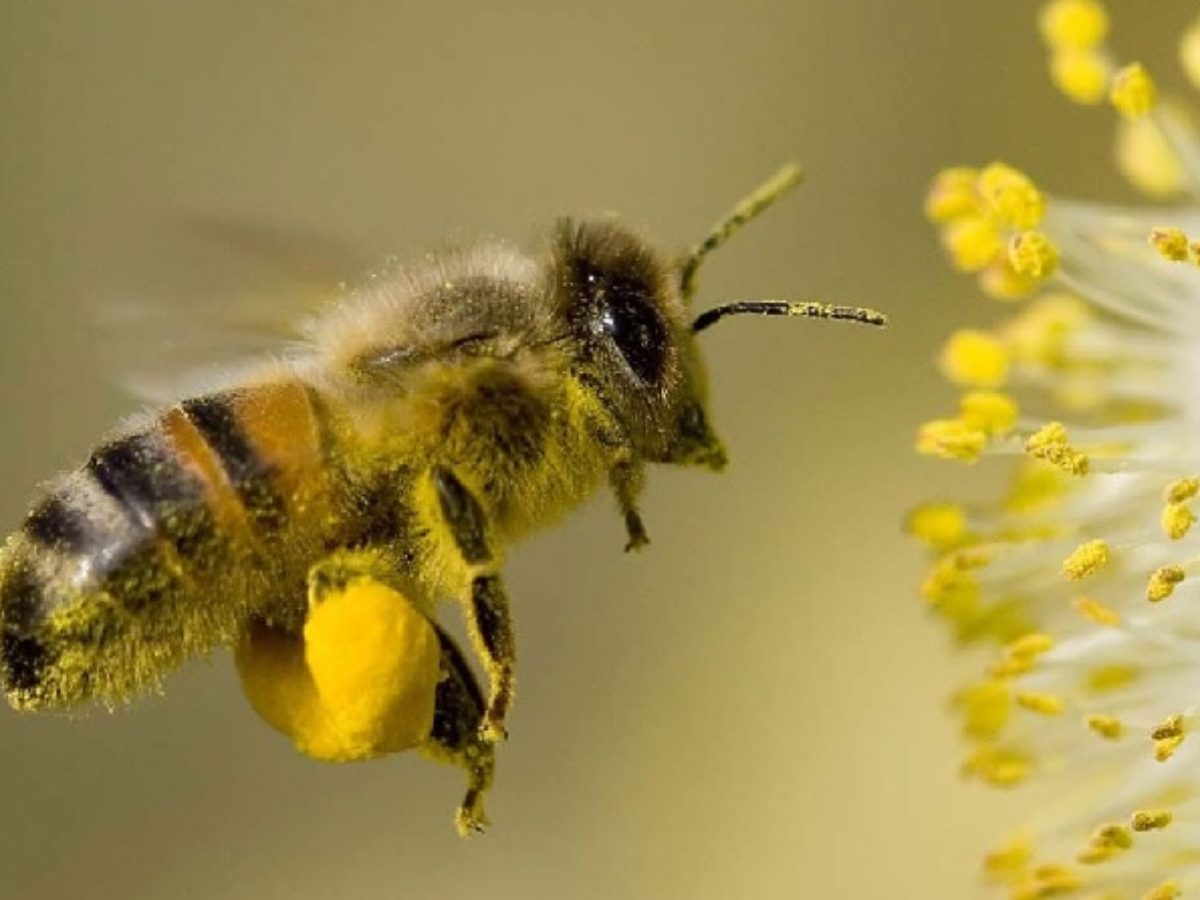Польза пыльцы пчелиной для женского организма