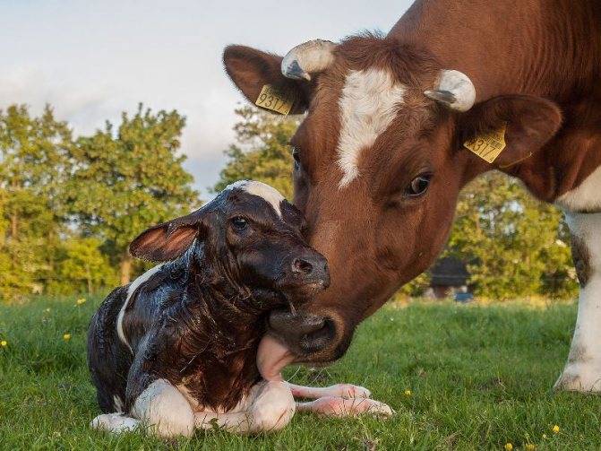 Беременность у коровы