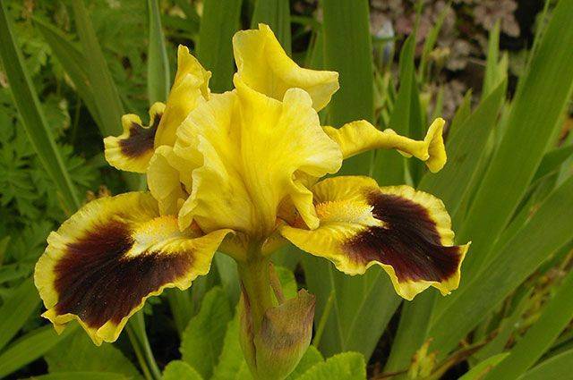 Цветок ирис: калейдоскопичность видов и сортов