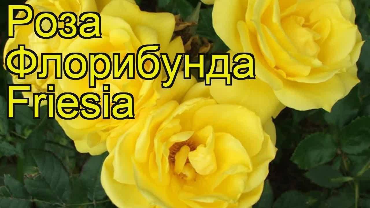 Роза румба (rumba) — характеристики клайминга