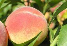 Загадочный сорт персика воронежский кустовой: что о нём говорят