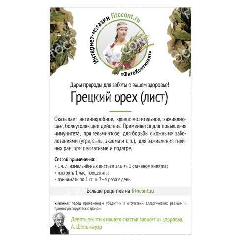 Лечебные свойства листьев грецкого ореха в рецептах народной медицины