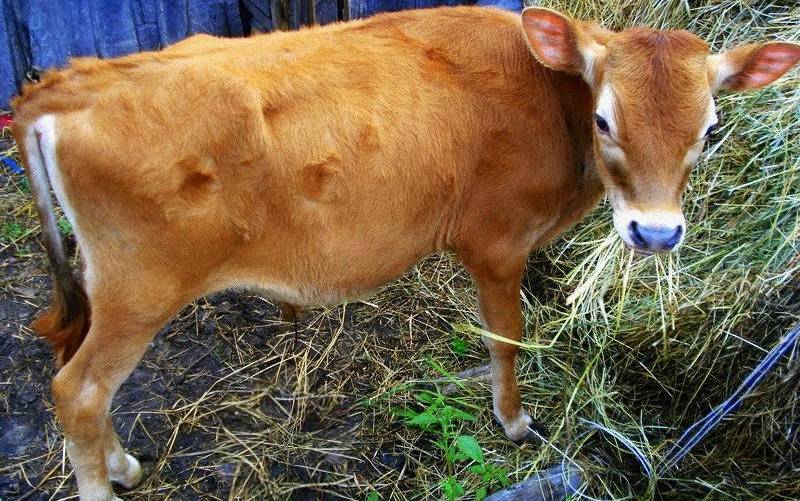 Джерсейская порода коров – топ 5 фактов
