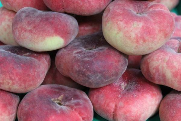 Инжирный персик: посадка и уход в открытом грунта