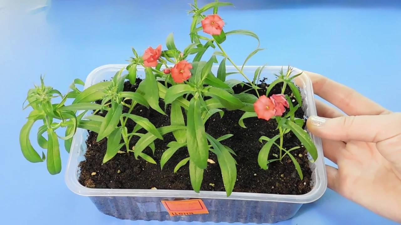 Друммонда — особенности растения, выращивание из рассады, подготовка семян + 79 фото