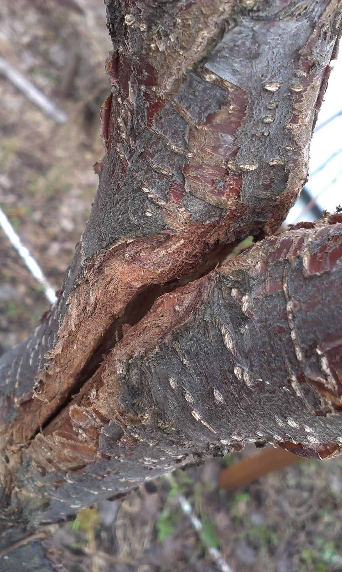 Почему трескается кора на деревьях и что делать