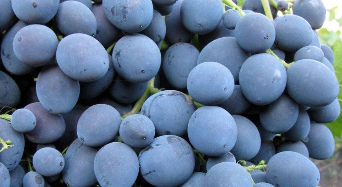 Описание и характеристики сорта винограда страшенский, посадка и выращивание