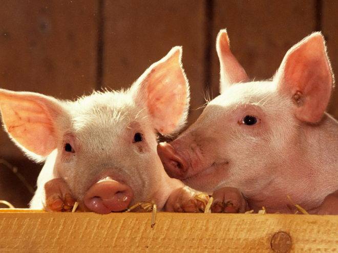 Разведение свиней как бизнес – что нужно учесть, чтобы добиться высокой рентабельности?