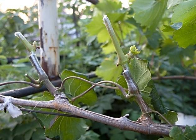 Обрезка винограда весной для начинающих в картинках пошагово
