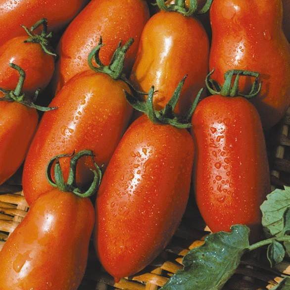Описание сорта томата рома, выращивание и уход