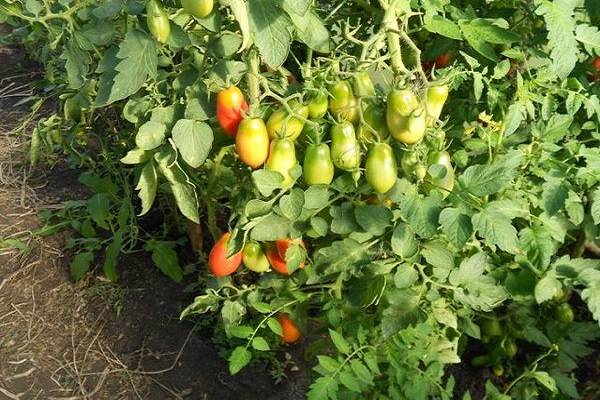 Описание и характеристика сорта томата французский гроздевой, его урожайность