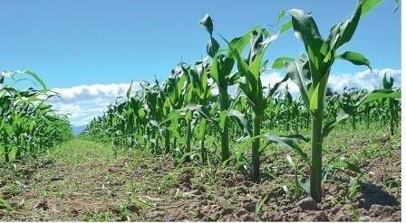 Обработка кукурузы гербицидами