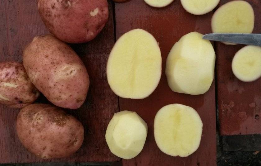 Картофель розалинд: описание и характеристика, особенности выращивания картофеля
