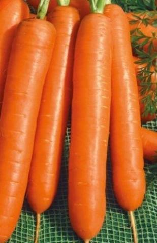Ранние сорта моркови для пучковой продукции