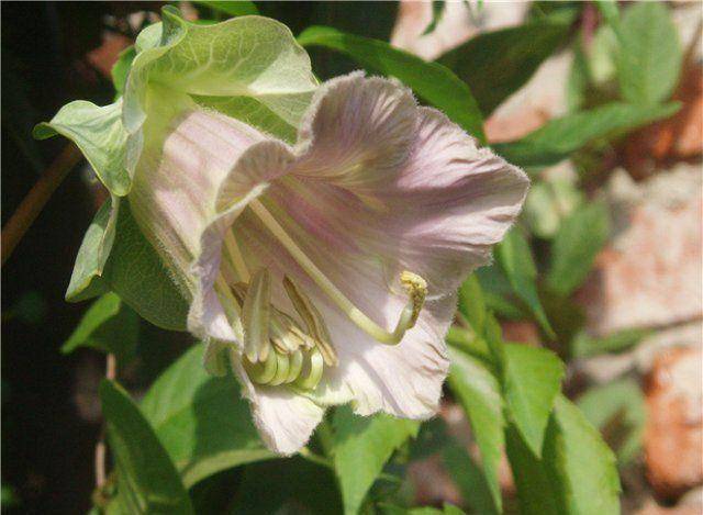 Вьюн цветок — декоративное растение для выращивания в саду