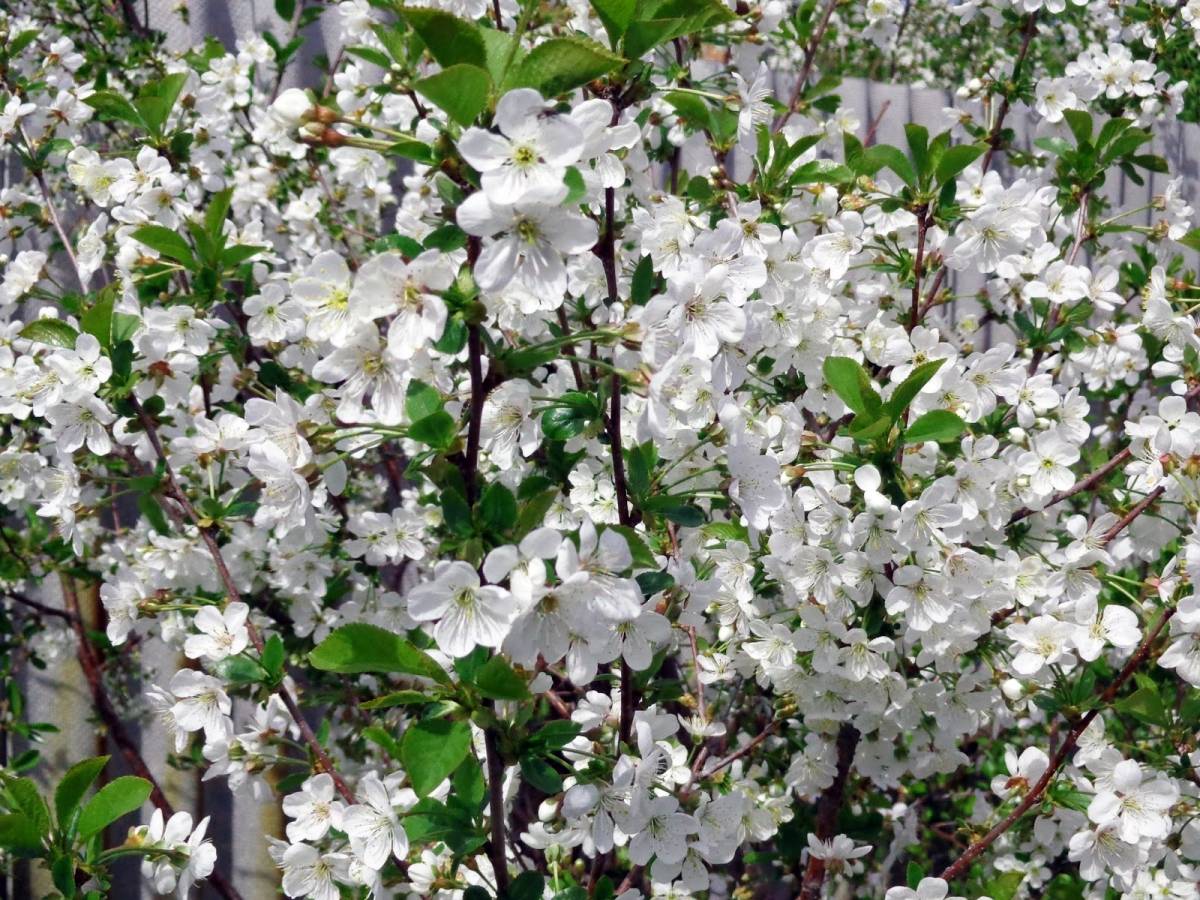 Посадка вишни осенью и весной: когда правильно сажать?