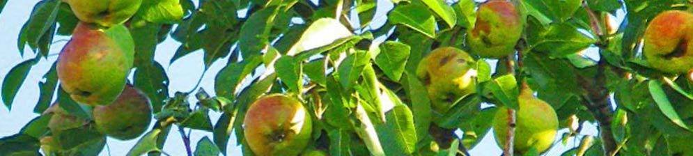 Особенности выращивания лучшего летнего сорта груши любимица клаппа