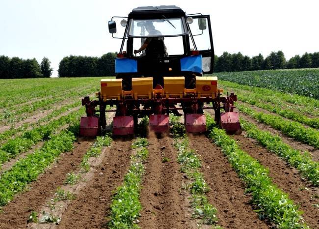 Выращивание картофеля по голландской технологии – максимальный результат при минимальных усилиях
