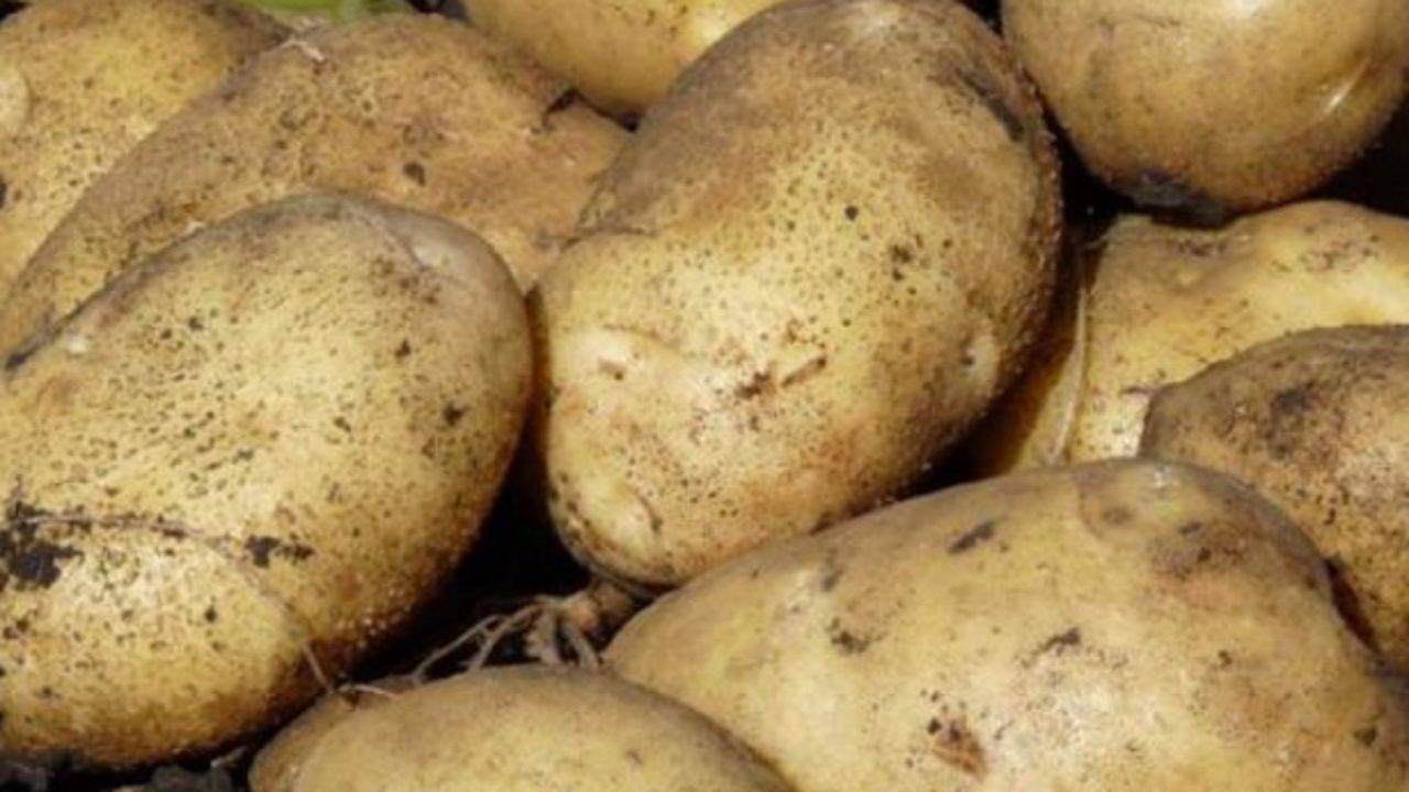 Описание сорта картофеля гала