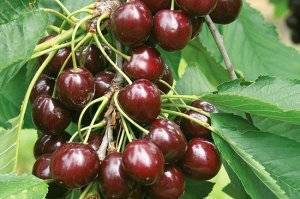 Особенности сорта и выращивания вишни шоколадница