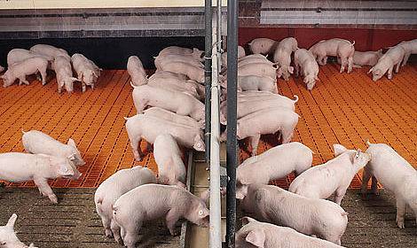 Статьи о племенном свиноводстве на piginfo | кормление лактирующих свиноматок: опыт фермера, получающего 39 отъемных поросят на свиноматку