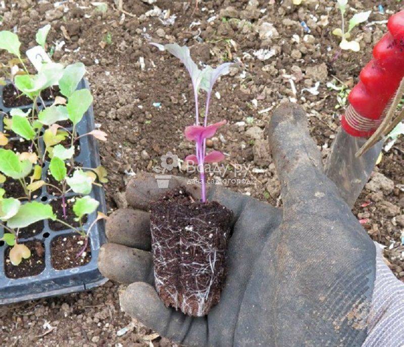 Цветная капуста: выращивание в открытом грунте, посадка и уход