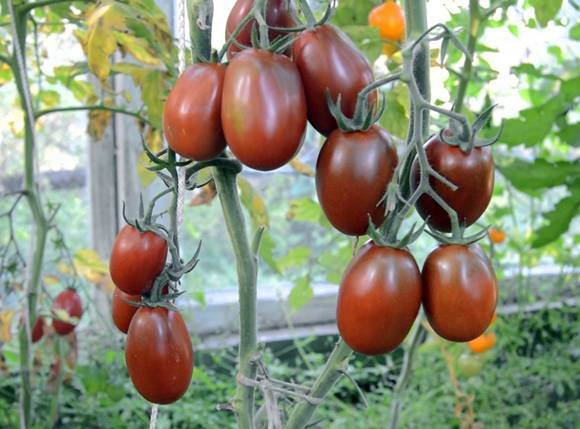 Фото, отзывы, описание, характеристика и урожайность сорта помидора «черный принц»