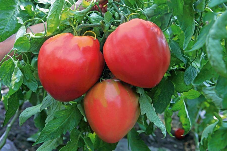 «бычье сердце красное» - томат для выращивания в южных регионах россии: описание и особенности выращивания