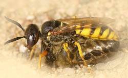 Болезни пчел: их признаки, лечение и профилактика