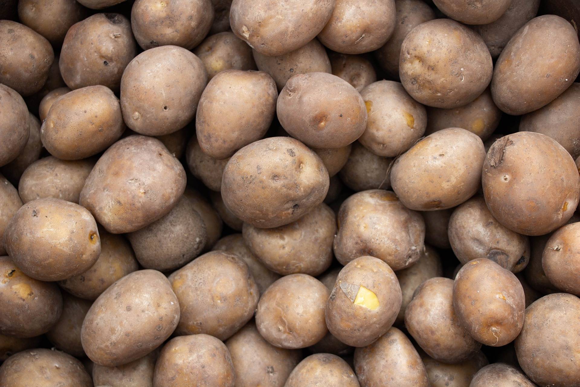 Обрывать ли ростки у картофеля перед посадкой