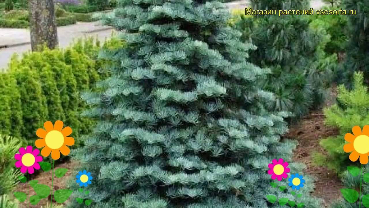 Пихта конколор