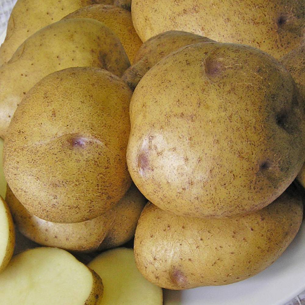 Необычный окрас и устойчивый иммунитет — картофель «синеглазка». характеристики сорта и описание картошки с фотографиями